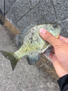 ブルーギルの釣果