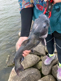 アメリカナマズの釣果
