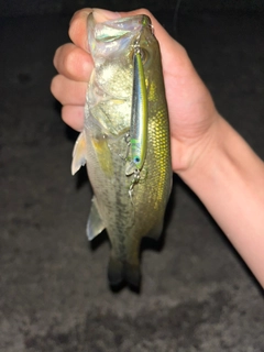 ラージマウスバスの釣果
