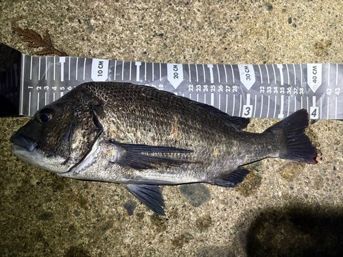 チヌの釣果