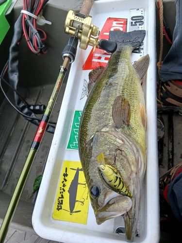 ブラックバスの釣果