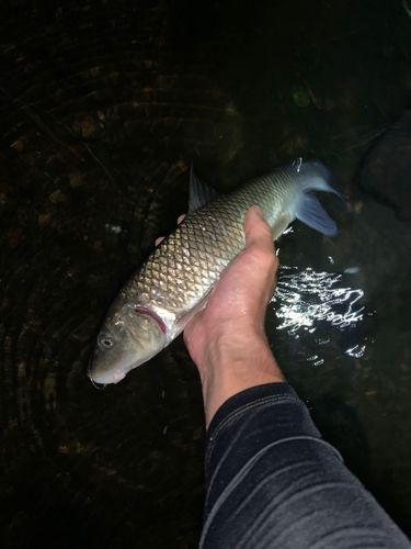 ニゴイの釣果
