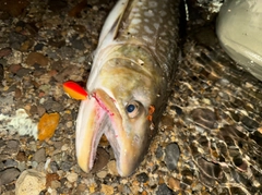 アメマスの釣果