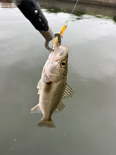 セイゴ（マルスズキ）の釣果