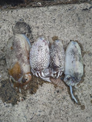 シリヤケイカの釣果