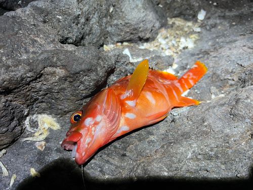 アカハタの釣果
