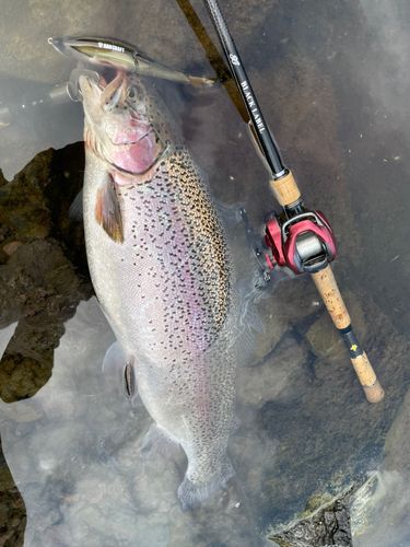 ニジマスの釣果