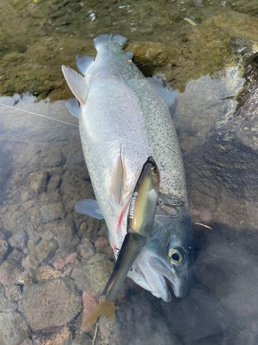 ニジマスの釣果