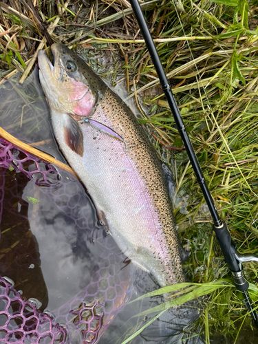 ニジマスの釣果