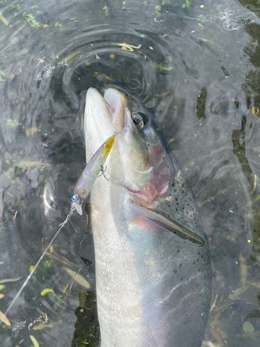 ニジマスの釣果