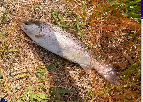 ブラウントラウトの釣果