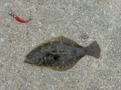 ヒラメの釣果