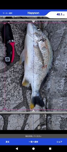 キビレの釣果