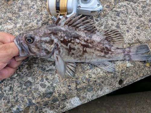 クロソイの釣果