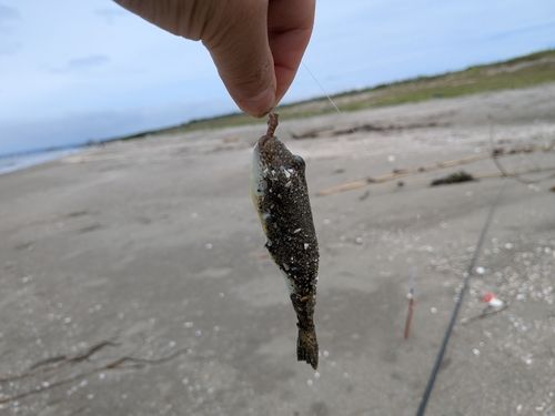 クサフグの釣果