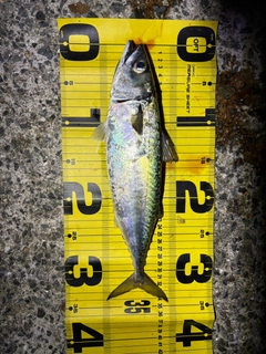 マサバの釣果