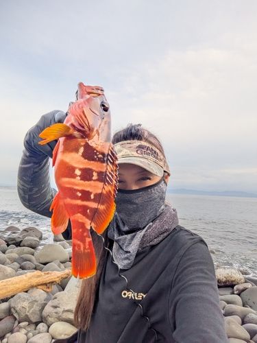 アカハタの釣果