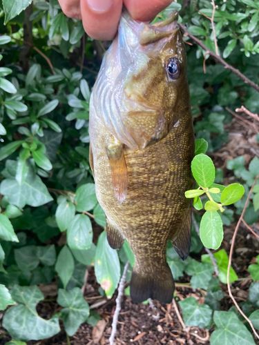 スモールマウスバスの釣果