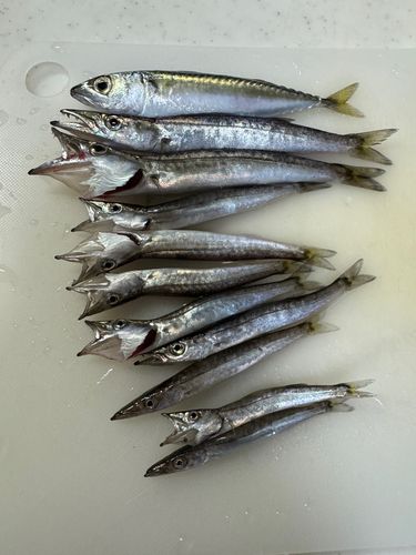 カマスの釣果