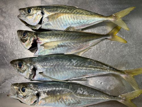 アジの釣果