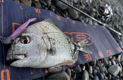 ヘダイの釣果