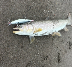 アメマスの釣果