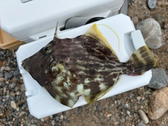 カワハギの釣果