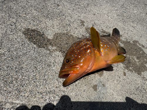 キジハタの釣果