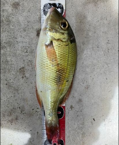 クチナジの釣果