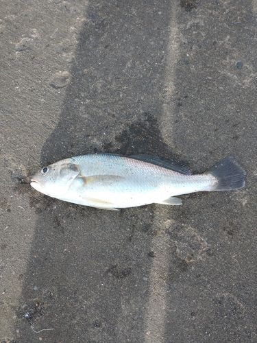 イシモチの釣果