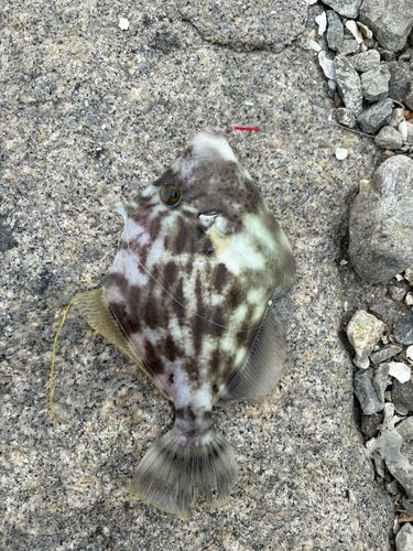 カワハギの釣果