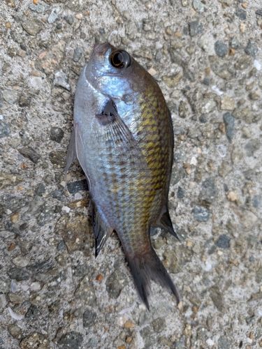 スズメダイの釣果