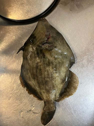 カワハギの釣果