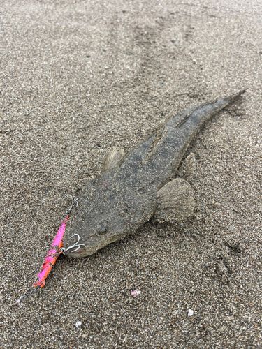 マゴチの釣果