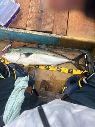 ワラサの釣果