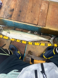 サワラの釣果