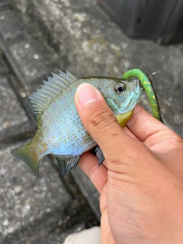 ブルーギルの釣果