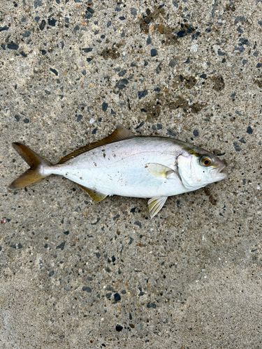 ショゴの釣果