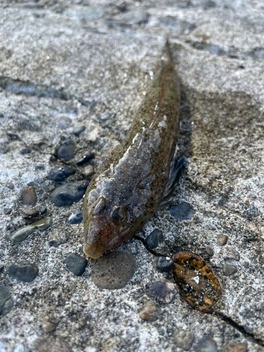メゴチの釣果