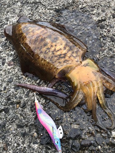 アオリイカの釣果