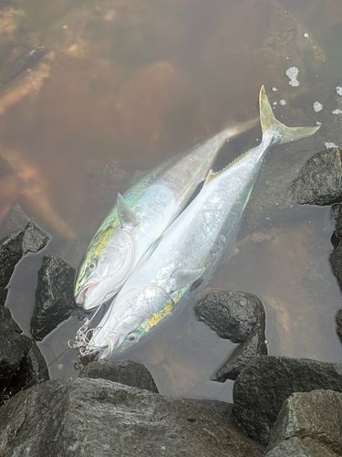 ブリの釣果