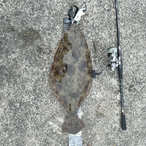 ヒラメの釣果