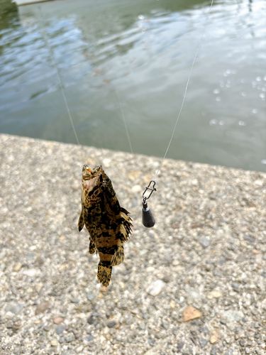 タケノコメバルの釣果
