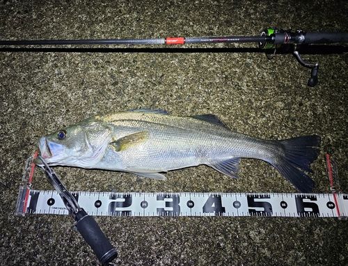 シーバスの釣果