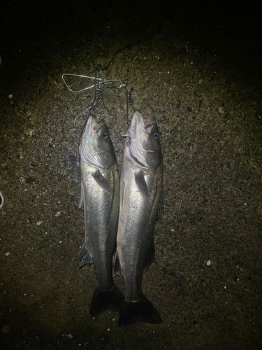 シーバスの釣果