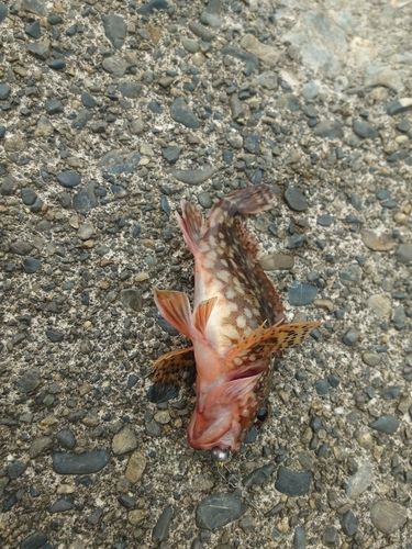 カサゴの釣果