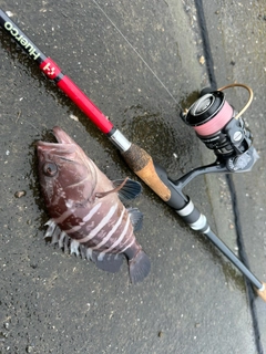 マハタの釣果