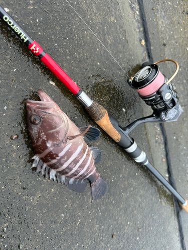 マハタの釣果