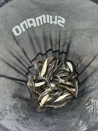 アユの釣果