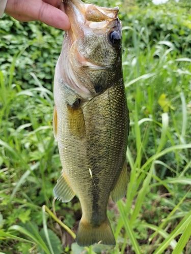 ラージマウスバスの釣果